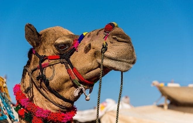 普什卡骆驼集市
